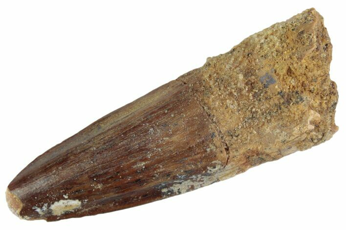 Fossil Spinosaurus Tooth - Real Dinosaur Tooth #367948